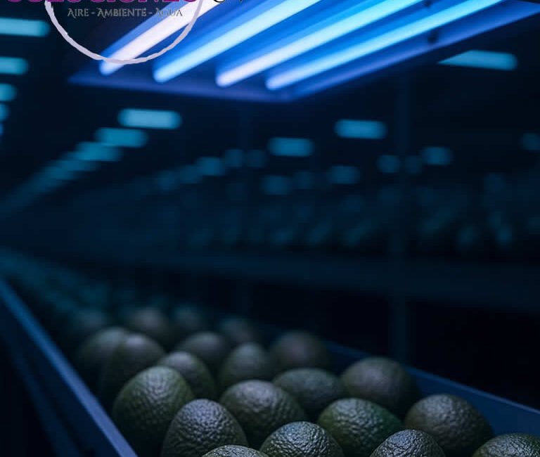 Desinfección Aguacate Hass Luz Uv Ultravioleta Eliminación Hongo Botrytis