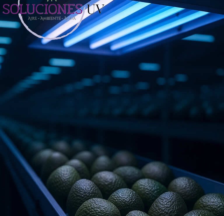 Desinfección Aguacate Hass Luz Uv Ultravioleta Eliminación Hongo Botrytis