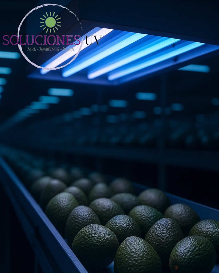 Desinfección Aguacate Hass Luz Uv Ultravioleta Eliminación Hongo Botrytis