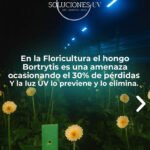 Desinfección Uv hongo Botrytis Luz Ultravioleta