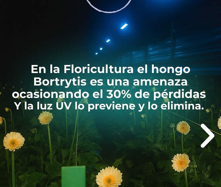 Desinfección Uv hongo Botrytis Luz Ultravioleta