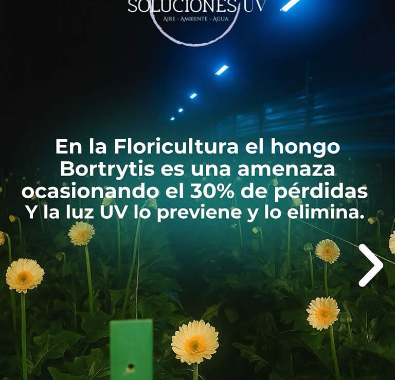 Desinfección Uv hongo Botrytis Luz Ultravioleta