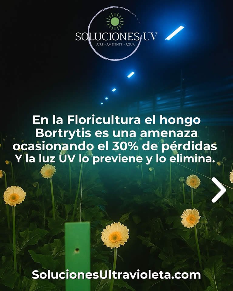 Desinfección Uv hongo Botrytis Luz Ultravioleta